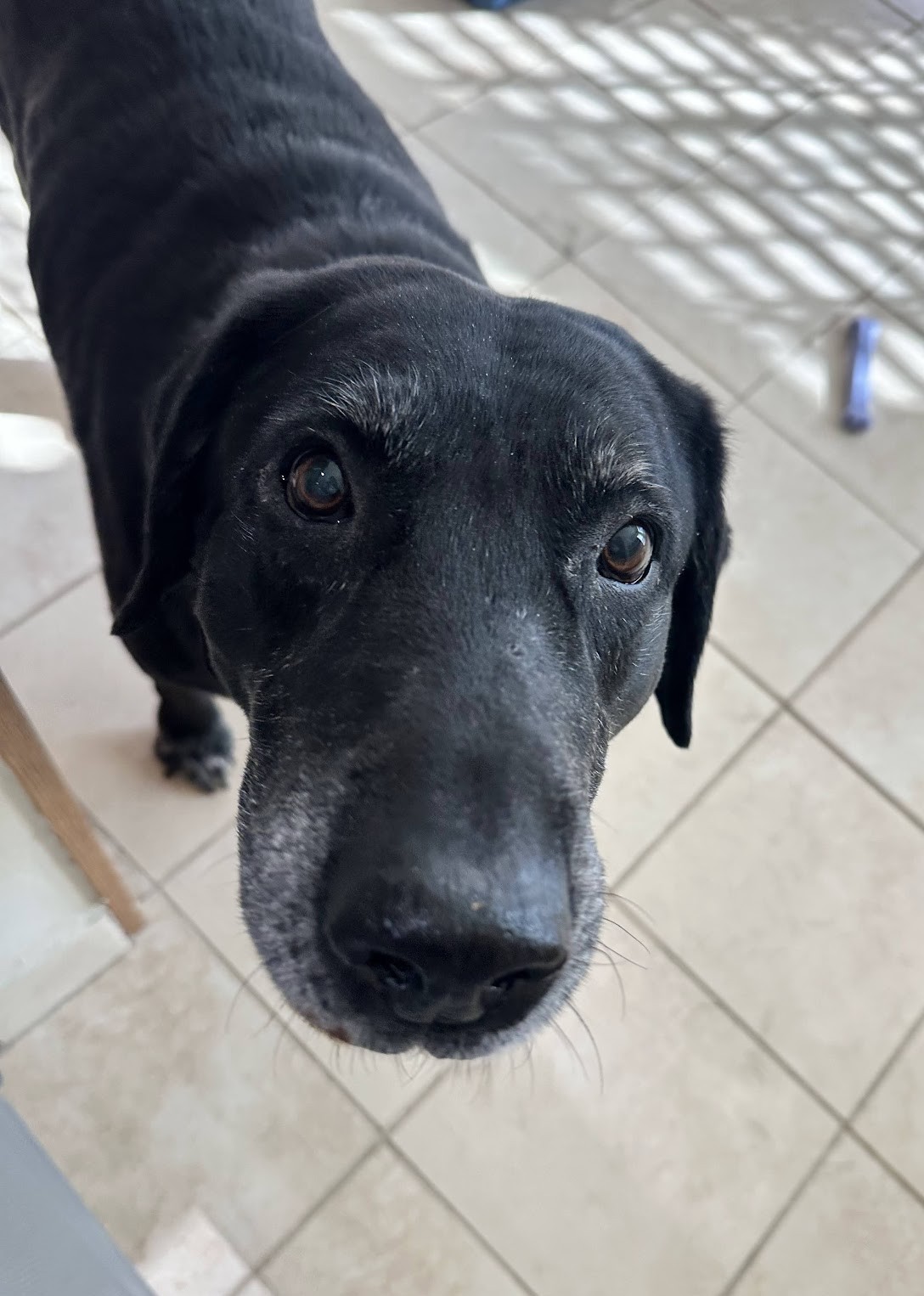 Buddy